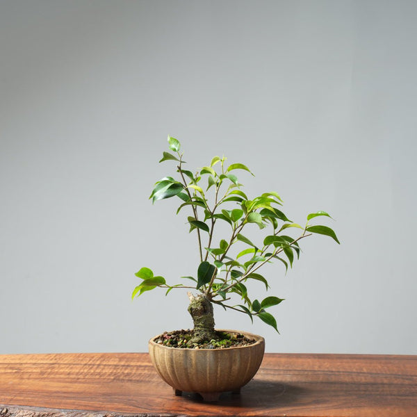 Weeping Fig Bonsai 636 - Bonsaify
