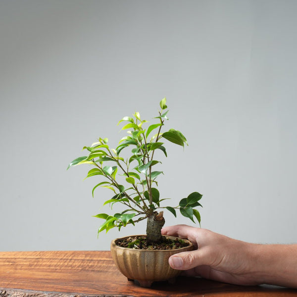 Weeping Fig Bonsai 636 - Bonsaify