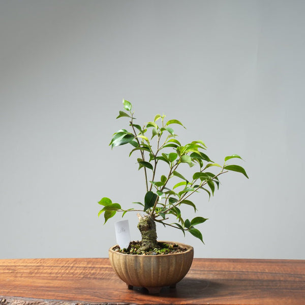Weeping Fig Bonsai 636 - Bonsaify