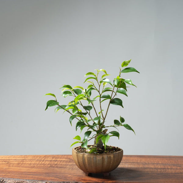 Weeping Fig Bonsai 636 - Bonsaify