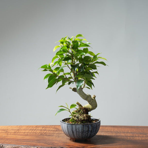 Weeping Fig Bonsai 637 - Bonsaify