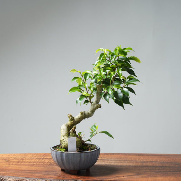 Weeping Fig Bonsai 637 - Bonsaify