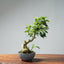 Weeping Fig Bonsai 637 - Bonsaify