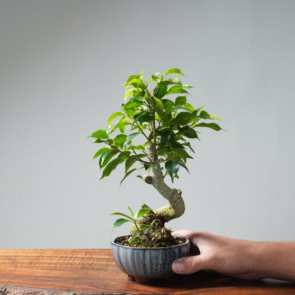 Weeping Fig Bonsai 637 - Bonsaify