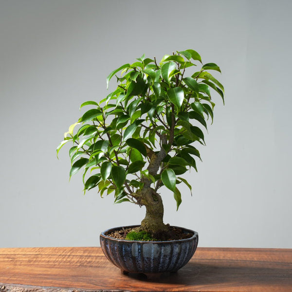 Weeping Fig Bonsai 638 - Bonsaify