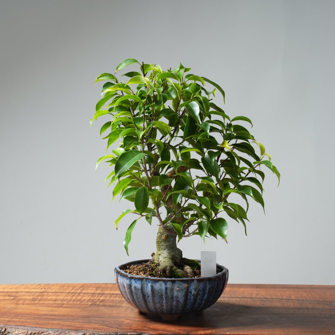 Weeping Fig Bonsai 638 - Bonsaify