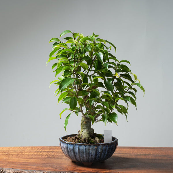 Weeping Fig Bonsai 638 - Bonsaify