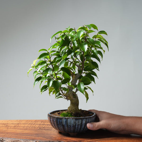 Weeping Fig Bonsai 638 - Bonsaify
