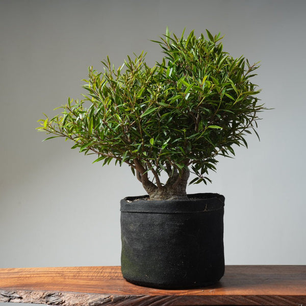 Willow - Leaf Ficus Bonsai 476 - Bonsaify
