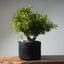 Willow - Leaf Ficus Bonsai 476 - Bonsaify