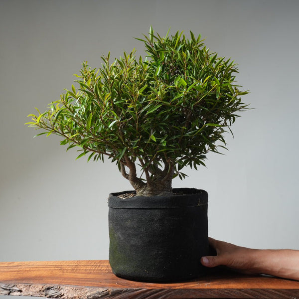 Willow - Leaf Ficus Bonsai 476 - Bonsaify
