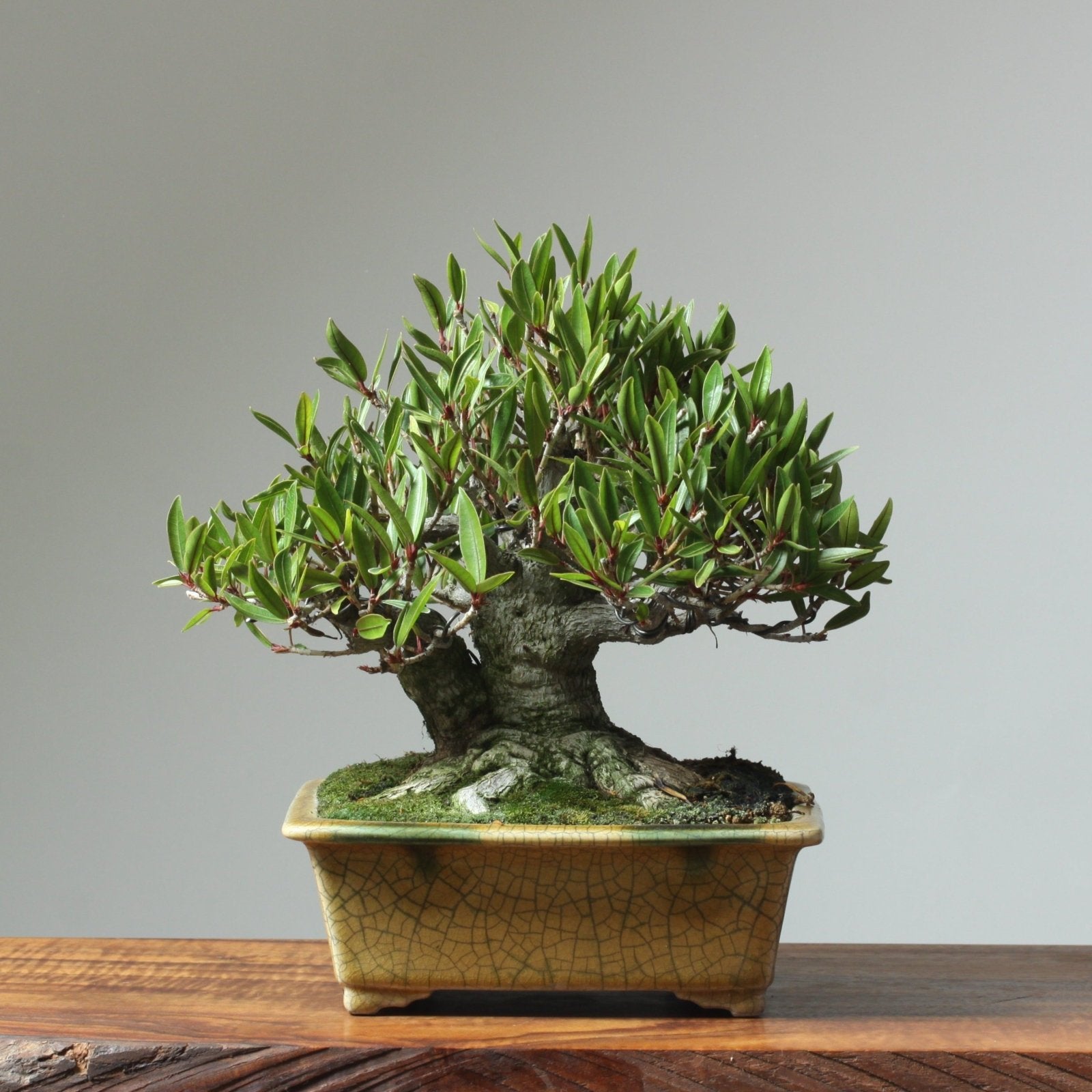 ficus bonsai trees Willow-Leaf Ficus Bonsai Starters
