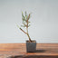 Winter Jasmine Bonsai 672 - Bonsaify