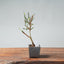 Winter Jasmine Bonsai 672 - Bonsaify