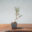 Winter Jasmine Bonsai 672 - Bonsaify