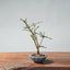 Winter Jasmine Bonsai 673 - Bonsaify