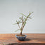 Winter Jasmine Bonsai 673 - Bonsaify