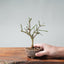 Winter Jasmine Bonsai 674 - Bonsaify