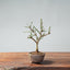 Winter Jasmine Bonsai 674 - Bonsaify