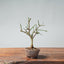 Winter Jasmine Bonsai 674 - Bonsaify