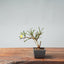 Winter Jasmine Bonsai 675 - Bonsaify