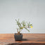 Winter Jasmine Bonsai 675 - Bonsaify