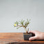 Winter Jasmine Bonsai 675 - Bonsaify