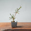 Winter Jasmine Bonsai 676 - Bonsaify