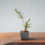 Winter Jasmine Bonsai 676 - Bonsaify