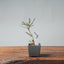 Winter Jasmine Bonsai 677 - Bonsaify