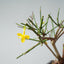 Winter Jasmine Bonsai 678 - Bonsaify