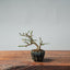 Winter Jasmine Bonsai 678 - Bonsaify