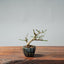 Winter Jasmine Bonsai 678 - Bonsaify