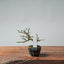 Winter Jasmine Bonsai 678 - Bonsaify