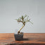 Winter Jasmine Bonsai 681 - Bonsaify