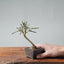 Winter Jasmine Bonsai 681 - Bonsaify