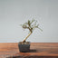 Winter Jasmine Bonsai 681 - Bonsaify