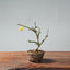 Winter Jasmine Bonsai 682 - Bonsaify
