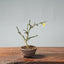 Winter Jasmine Bonsai 682 - Bonsaify