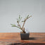 Winter Jasmine Bonsai 683 - Bonsaify