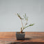 Winter Jasmine Bonsai 683 - Bonsaify