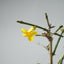 Winter Jasmine Bonsai 683 - Bonsaify