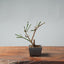 Winter Jasmine Bonsai 683 - Bonsaify