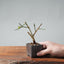 Winter Jasmine Bonsai 684 - Bonsaify