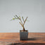Winter Jasmine Bonsai 684 - Bonsaify