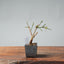 Winter Jasmine Bonsai 684 - Bonsaify