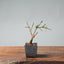 Winter Jasmine Bonsai 684 - Bonsaify