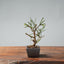 Winter Jasmine Bonsai 685 - Bonsaify