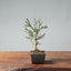 Winter Jasmine Bonsai 685 - Bonsaify