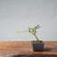 Winter Jasmine Bonsai 686 - Bonsaify